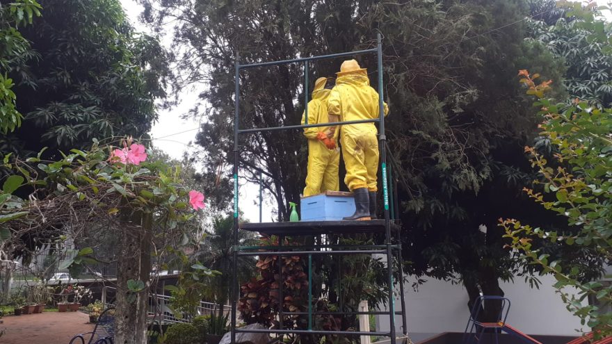Defesa remove enxame de abelhas em parquinho de condomínio