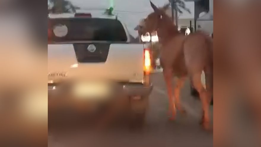 Pra que isso? Cavalo é amarrado em caminhonete e “passeia” pelas ruas de Cascavel