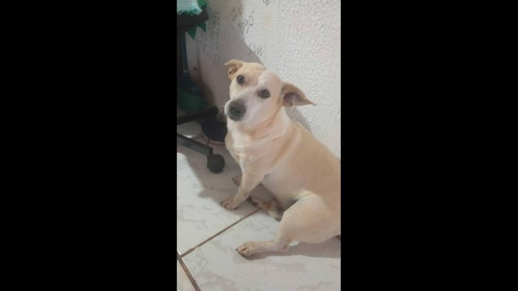 Família faz apelo para encontrar cachorro Bastião desaparecido