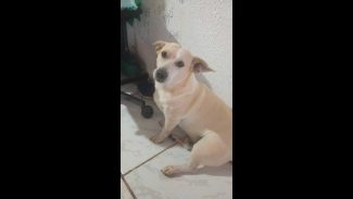 Imagem referente a Família faz apelo para encontrar cachorro Bastião desaparecido