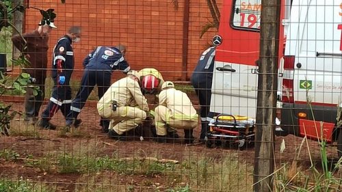 Imagem referente a Homem invade propriedade e é atacado por 98 cães