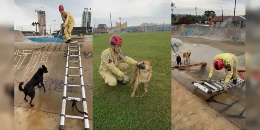 Cães skatistas são resgatados por Bombeiros após ficarem presos em pista
