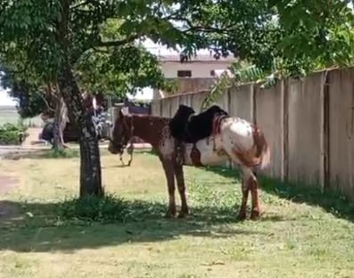 Imagem referente a Cavalo amarrado sem comida ou água gera preocupação a internauta