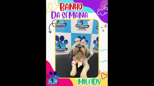 Imagem referente a Cachorra Mileyde desapareceu no bairro Florais do Paraná