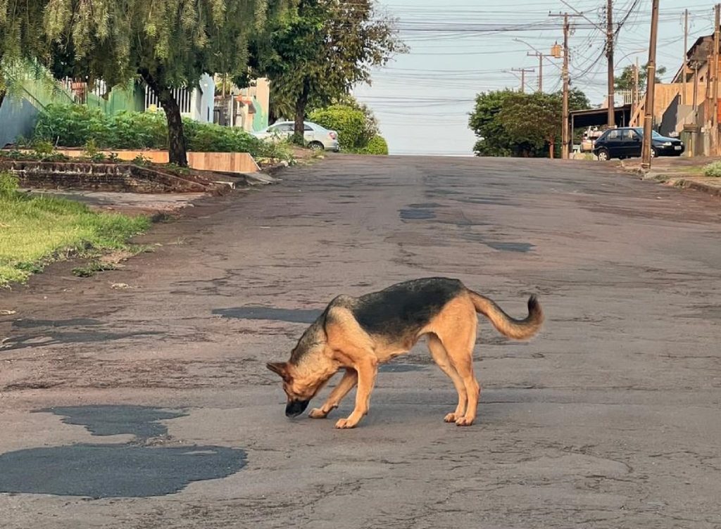 Moradora denuncia cão agressivo solto próximo a colégio municipal no bairro Universitário