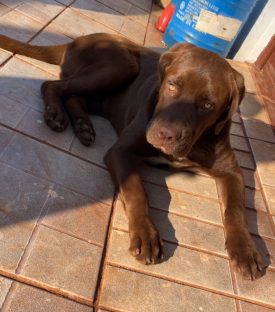 Imagem referente a Cachorro Cirilo desapareceu no bairro Esmeralda (ofereço recompensa)