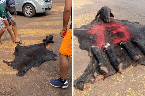 Imagem referente a Homens que mataram bode para zombar de adversários políticos em Anahy são denunciados pelo MP