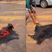 Imagem referente a MPPR denuncia homens por matar bode em provocação política em Anahy