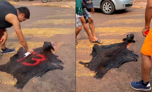 Imagem referente a MPPR denuncia homens por matar bode em provocação política em Anahy