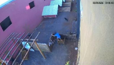 Imagem referente a Tragédia em Nova Fátima: criança invade fazendinha e tira a vida de 23 animais