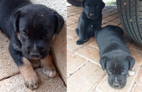 Imagem referente a Filhotes de cachorro estão para adoção em Cascavel