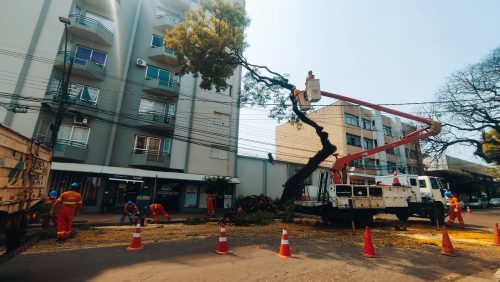 Imagem referente a Rua Presidente Bernardes é interditada para corte de árvore