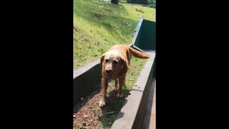 Imagem referente a Cachorra é encontrada no bairro Região do Lago