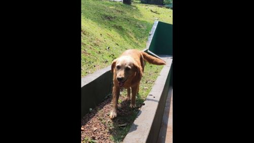 Imagem referente a Cachorra é encontrada no bairro Região do Lago