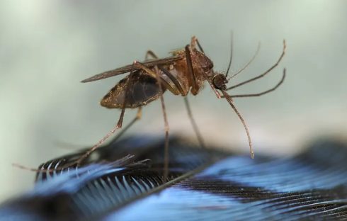 Imagem referente a Picada Mortal: Mosquito transforma vida de Pai em tragédia de 5 anos