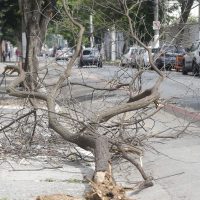 Imagem referente a Enel fez apenas 1% de podas de árvores perto da rede elétrica este ano