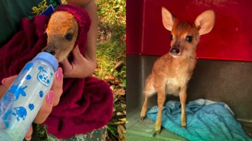 Imagem referente a Bambi! Morador encontra filhote de veado tentando mamar em mãe morta