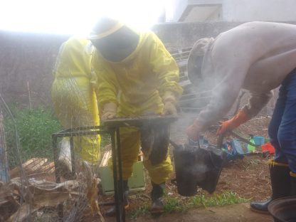 Imagem referente a Enxame de abelhas em caixa de gordura mobiliza Defesa Civil em Cascavel