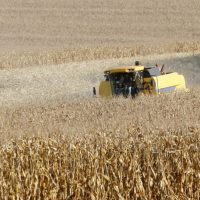 Imagem referente a Produtores de milho do Paraná têm melhor remuneração em outubro, aponta boletim do Deral