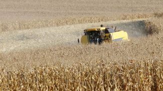 Produtores de milho do Paraná têm melhor remuneração em outubro, aponta boletim do Deral