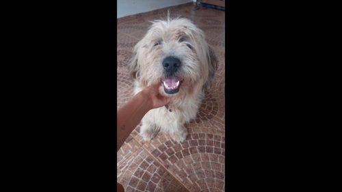 Imagem referente a Cachorro é encontrado no bairro Maria Luiza