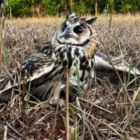 Imagem referente a No mesmo dia, Instituto Água e Terra devolve gata-maracajá e coruja-orelhuda à natureza