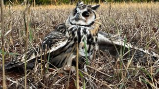 No mesmo dia, Instituto Água e Terra devolve gata-maracajá e coruja-orelhuda à natureza