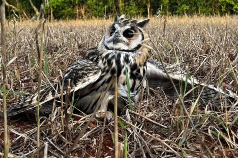 Imagem referente a No mesmo dia, Instituto Água e Terra devolve gata-maracajá e coruja-orelhuda à natureza