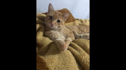 Gato Januário desapareceu no bairro Esmeralda