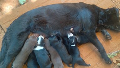 Imagem referente a Cachorra e filhotes são encontrados abandonados no Sanga Funda