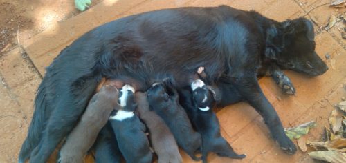 Imagem referente a Cachorra e filhotes são encontrados abandonados no Sanga Funda