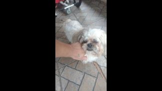 Imagem referente a Cachorro é encontrado no bairro Santa Cruz