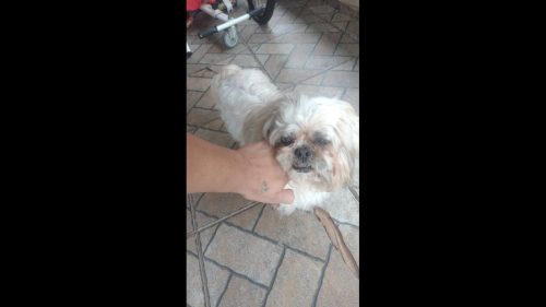 Cachorro é encontrado no bairro Santa Cruz