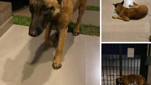 Cachorra é encontrada no bairro Jardim Piovesan