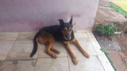 Cachorro é encontrado no bairro Coqueiral