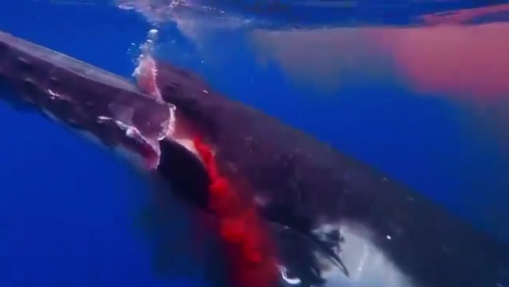 Imagens Fortes: Baleia jubarte morre afogada após fraturas ao ser atingida por barco