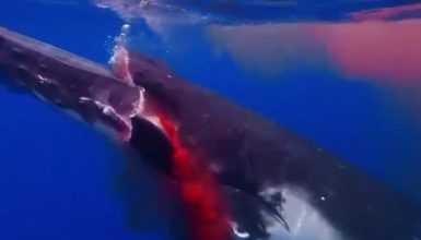 Imagem referente a Imagens Fortes: Baleia jubarte morre afogada após fraturas ao ser atingida por barco