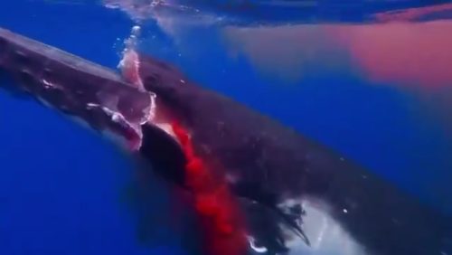 Imagem referente a Imagens Fortes: Baleia jubarte morre afogada após fraturas ao ser atingida por barco