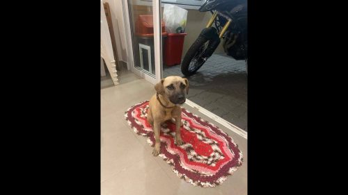 Cachorro é encontrado no bairro Nova York