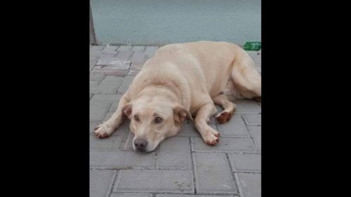 Imagem referente a Cachorro Thor desapareceu no bairro Centro