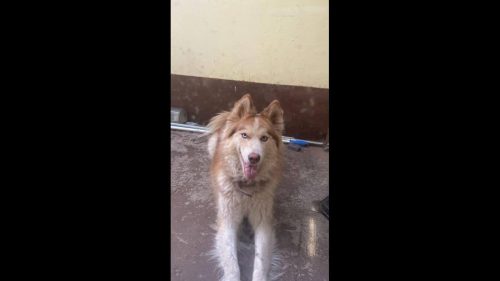 Cachorra Manu desapareceu no bairro Santa Felicidade