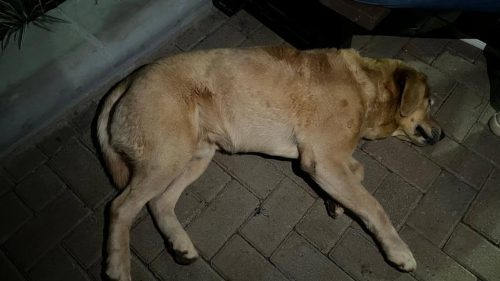 Cachorro é encontrado no bairro Região do Lago