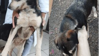 Imagem referente a Cachorra é encontrada no bairro Pioneiros Catarinenses