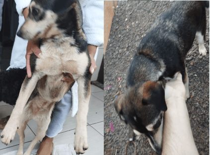 Cachorra é encontrada no bairro Pioneiros Catarinenses