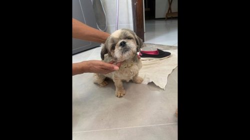 Cachorro Tubaína desapareceu no bairro Parque São Paulo