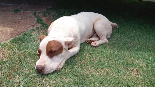 Imagem referente a Cachorro é encontrado no bairro Pioneiros Catarinenses