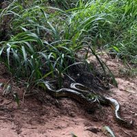 Imagem referente a Em Umuarama, técnicos do IAT devolvem à natureza sucuri com 1,6 metro