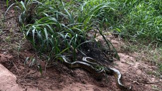 Em Umuarama, técnicos do IAT devolvem à natureza sucuri com 1,6 metro