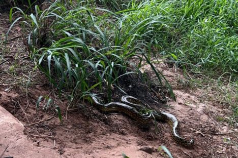 Imagem referente a Em Umuarama, técnicos do IAT devolvem à natureza sucuri com 1,6 metro