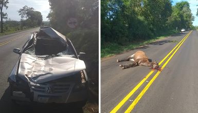 Imagem referente a Cavalo morre atropelado na PR-317; mulher ficou ferida